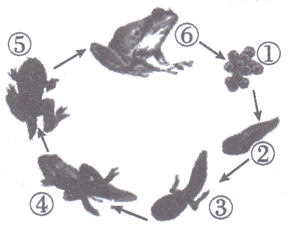观察青蛙的发育过程图,完成以下问题