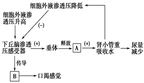 水盐平衡调节