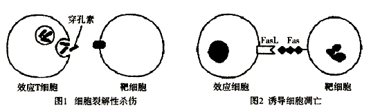 人体感染病毒e,可引起人体的b淋巴细胞破裂,t淋巴细胞功能丧失,使人患