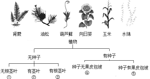 如图为豌豆的果实,其中①是果实中的果皮,②是果实中的