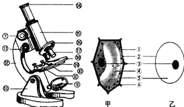 基本单位 中学生物学实验的常用工具 光学显微镜的结构和各部分的功能