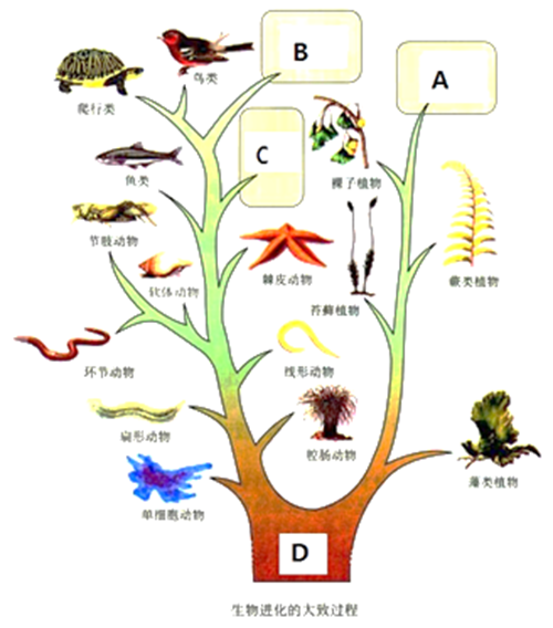 根据下图生物进化树回答问题(1)写出图中字母所代表的生物类群名称:a