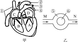 【推荐2】如图甲为人体心脏结构示意图,图乙为血液流经人体某处的结构