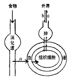 图表示淀粉的消化终产物a进入血液和组织细胞的过程及