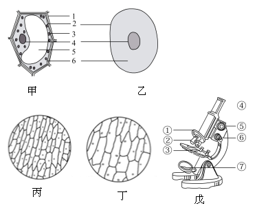 下图甲乙为细胞结构示意图,丙和丁是在显微镜下看到的