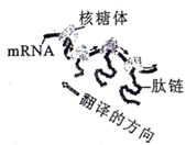如图为细胞中多聚核糖体合成蛋白质的示意图,下列说法正确的是