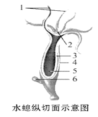 【推荐3】如图所示为水螅的纵切面示意图,据图回答