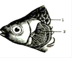 如图是鱼鳃的结构图,请根据图回答