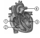 一个科学兴趣小组做解剖猪心脏的实验时,针对如图所示的心脏解剖结构