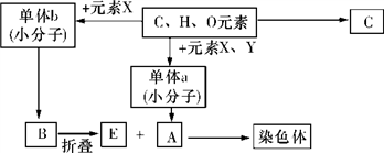 如图是人体细胞中重要的有机物a,b,c的元素组成,基本单位及相互关系图