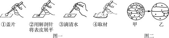 如图是制作并观察洋葱鳞片叶内表皮细胞临时装片的示意图.