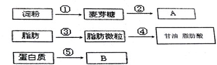 下图是三类有机物的消化过程