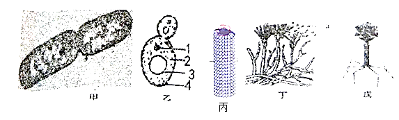 如图是五种微生物形态模式图,请据图回答下列问题