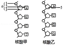 高中生物综合库 分子与细胞 细胞的分子组成 核酸 核酸的分子组成