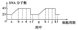 32   如图甲为有丝分裂过程中细胞核内dna含量变化曲线图,乙为有丝