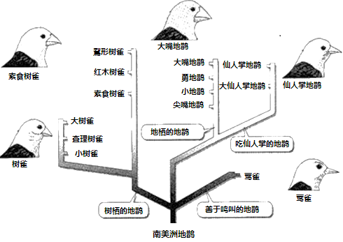 加拉帕戈斯群岛由许多互不相连,彼此独立的小岛组成.