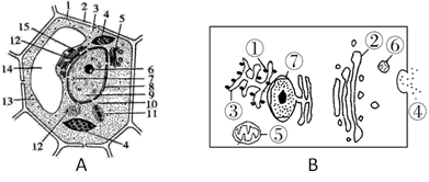 下图为某细胞结构示意图,请据图回答