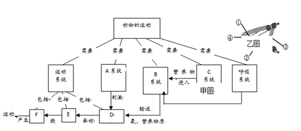 图(一)示关节模式图,图(二)骨,关节,肌肉之间的关系模式图,请回答