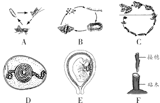 【推荐2】如图为部分生物的生殖发育示意图,请据图分析回答