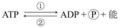 有关atp和adp有关叙述正确的是