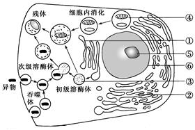 溶酶体的形成过程和功能如图所示序号⑥代表相关细胞器和结构下列