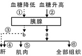 图3为人体内血糖调节的部分图解,a,b表示参与血糖调节