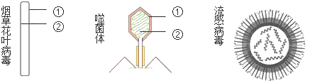 如图是三类病毒的结构示意图,请据图回答问题