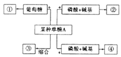 下图为糖类的概念图.下列有关说法中,不正确的是