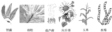 (2)油松与向日葵的共同特点是都能产生_____,但向日葵的种子有