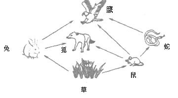 【推荐1】下图为某生态系统的食物网示意图,请跟据图回答下列问题