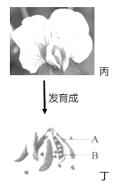 (2)豌豆的花是两性花,发育成熟绽开时,雄蕊里的花粉已经授给同