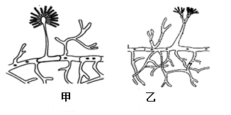 霉菌的生活受哪些环境因素的影响呢?某实验小组进行了如下探究