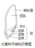 大麦种子是酿造啤酒的主要原料之一,其结构如图所示,胚乳中贮存的营养