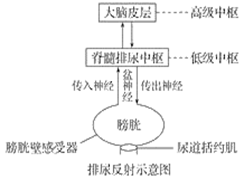 【推荐1】下图是人体排尿反射的示意图,据图回答下列问题