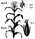 如图为某花的结构示意图,对该图描述正确的是)