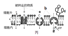 分析atp与adp相互转化的示意图,回答下列问题:(8分)