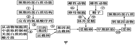 高中生物综合库 现代生物科技专题 基因工程 基因工程的基本操作程序