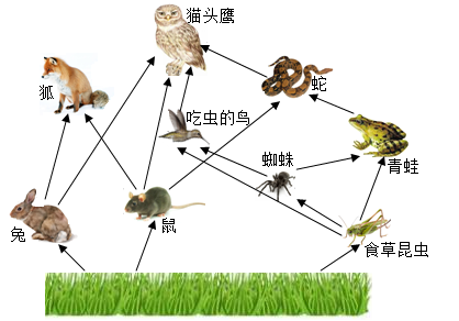 下图为草原生态系统的食物网简图,据图回答下列问题