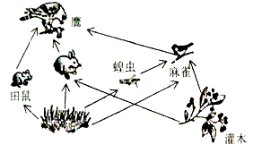 【推荐2】如图展示了某生态系统中各种生物之间的关系,请根据图示回答