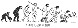 初中生物综合库 生物圈中的人 人的由来 人的起源和进化 人类的起源 a