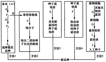 高中生物综合库 遗传与进化 生物的变异与育种 育种 杂交育种和诱变