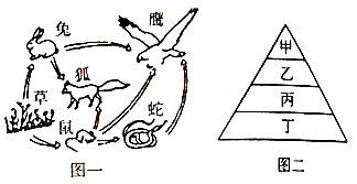 某条生物链中的四类生物按顺序以甲,乙,丙,丁为代号建立的能量金字塔