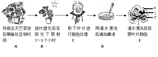 天竺葵实验银边天竺葵光合作用绿叶在光下合成淀粉银边天竺葵实验过程