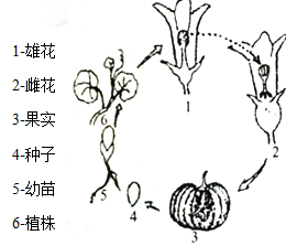 如图是南瓜的发育过程示意图,请据图分析作答