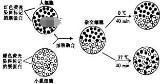 【推荐2】如图是荧光标记的小鼠细胞和人细胞融合示意图,该实验表明