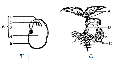 一生 种子的萌发 种子萌发的过程  【推荐2】下图甲为菜豆种子的结构