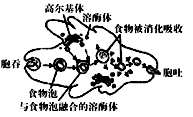 图为变形虫摄食,消化过程的示意图.下列叙述正确的是