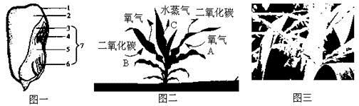 玉米是我国的主要粮食作物之一,下面是玉米生命周期中