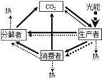 如图是有关自然界中碳循环与能量流动的示意图,下列有