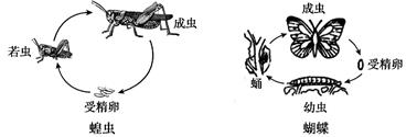 下列昆虫属于不完全变态发育的是( )a.蚊子b.苍蝇c.蝗虫d.